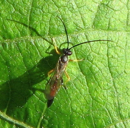 Ichneumonidae